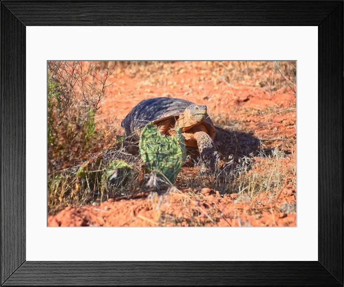 Framed Print : Mojave Desert Tortoise, Gopherus Agassizii Framed Print : Mojave Desert Tortoise, Gopherus Agassizii