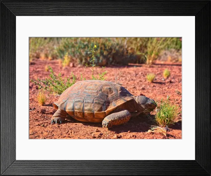 Framed Print : Mojave Desert Tortoise, Gopherus Agassizii