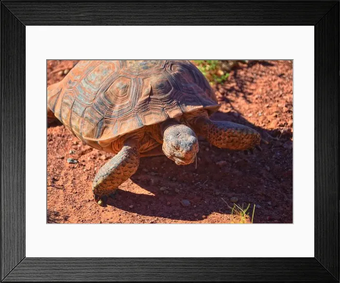 Framed Print : Mojave Desert Tortoise, Gopherus Agassizii Framed Print : Mojave Desert Tortoise, Gopherus Agassizii