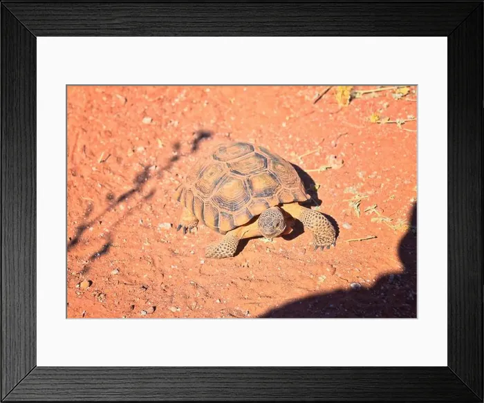 Framed Print : Mojave Desert Tortoise, Gopherus Agassizii