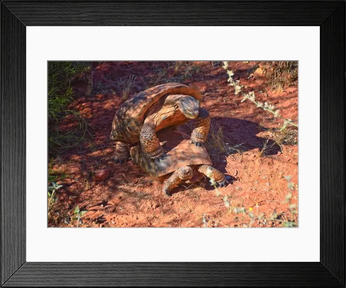 Framed Print : Mating Mojave Desert Tortoise, Gopherus Agassizii
