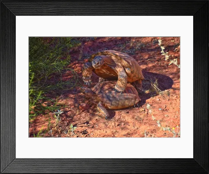 Framed Print : Mating Mojave Desert Tortoise, Gopherus Agassizii