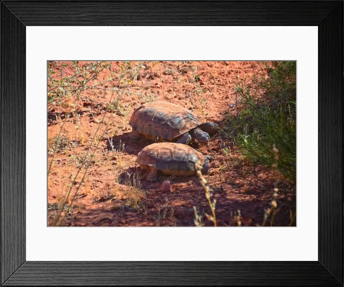 Framed Print : Mating Mojave Desert Tortoise, Gopherus Agassizii