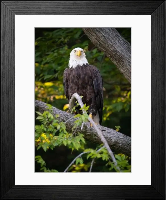 Framed Print : A female bald eagle perched along the James River Framed Print : A female bald eagle perched along the James River