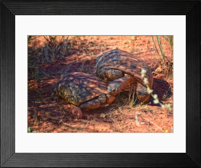 Framed Print : Mating Mojave Desert Tortoise, Gopherus Agassizii Framed Print : Mating Mojave Desert Tortoise, Gopherus Agassizii