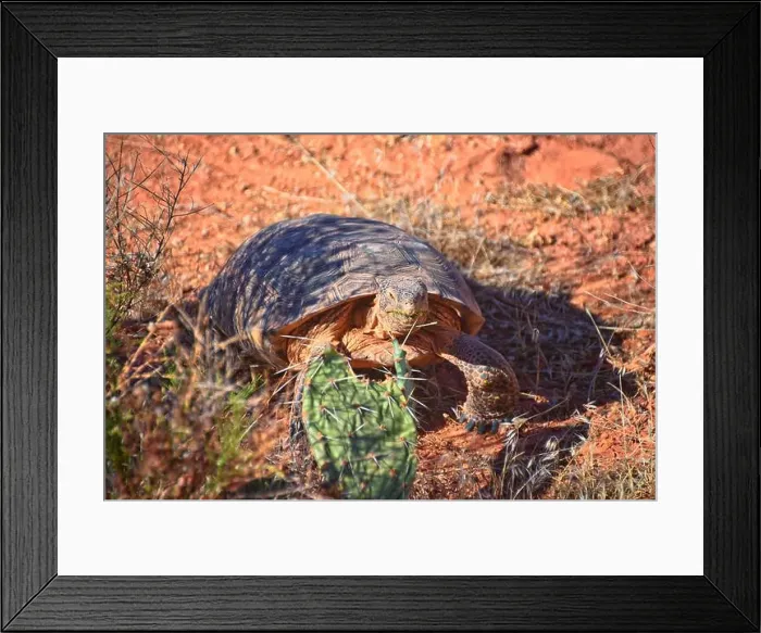 Framed Print : Mojave Desert Tortoise, Gopherus Agassizii Framed Print : Mojave Desert Tortoise, Gopherus Agassizii