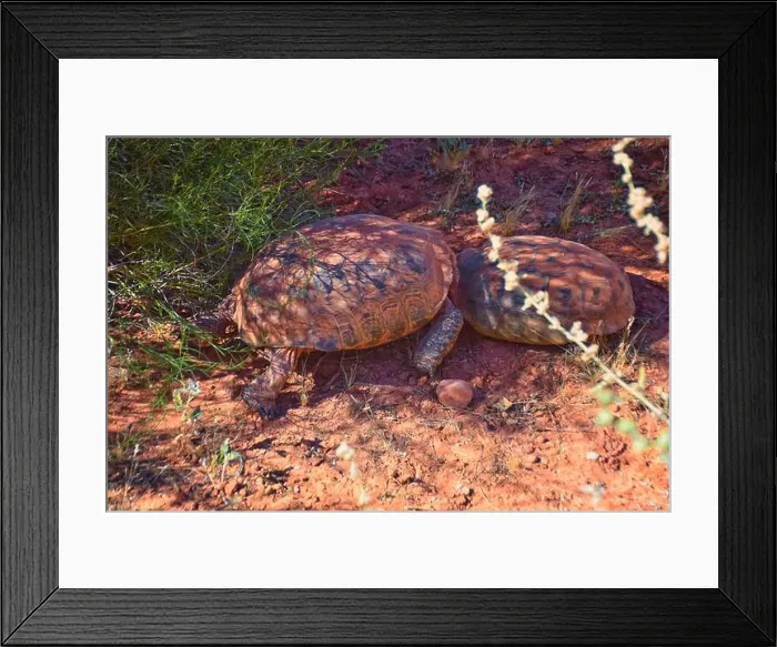 Framed Print : Mating Mojave Desert Tortoise, Gopherus Agassizii
