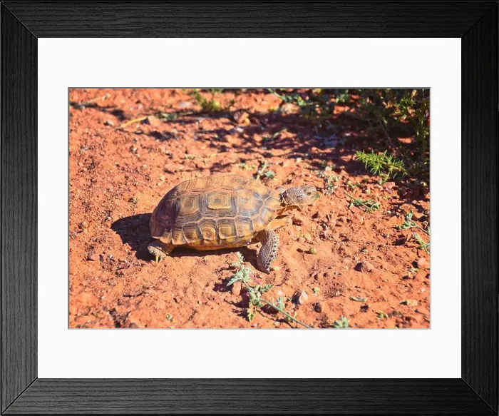 Framed Print : Mojave Desert Tortoise, Gopherus Agassizii
