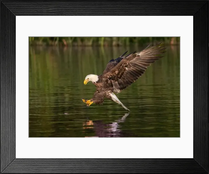 Framed Print : An American bald eagle grabbing a fish Framed Print : An American bald eagle grabbing a fish