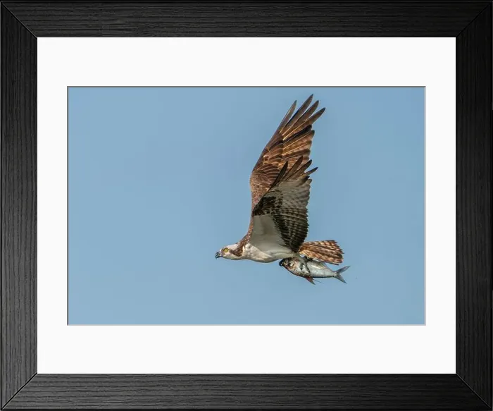 Framed Print : An Osprey in flight with a shad in it's talons Framed Print : An Osprey in flight with a shad in it's talons