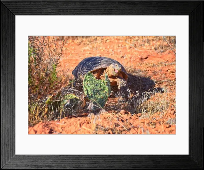 Framed Print : Mojave Desert Tortoise, Gopherus Agassizii Framed Print : Mojave Desert Tortoise, Gopherus Agassizii