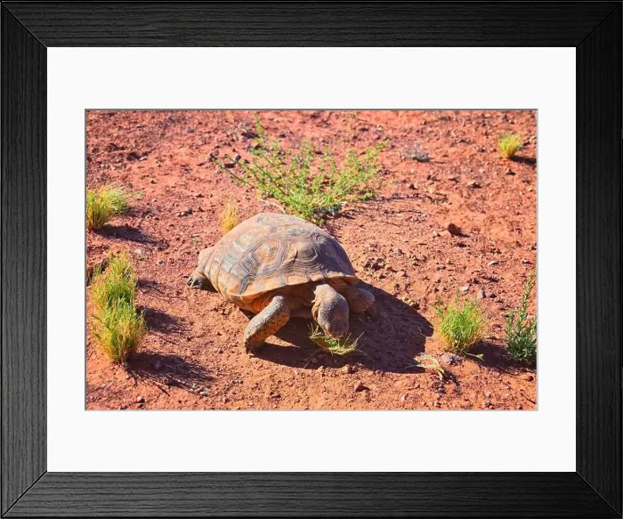 Framed Print : Mojave Desert Tortoise, Gopherus Agassizii Framed Print : Mojave Desert Tortoise, Gopherus Agassizii