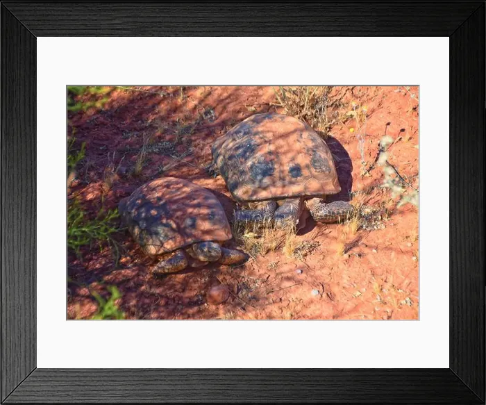 Framed Print : Mating Mojave Desert Tortoise, Gopherus Agassizii Framed Print : Mating Mojave Desert Tortoise, Gopherus Agassizii