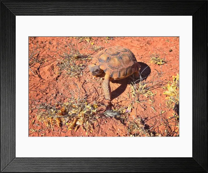 Framed Print : Mojave Desert Tortoise, Gopherus Agassizii Framed Print : Mojave Desert Tortoise, Gopherus Agassizii