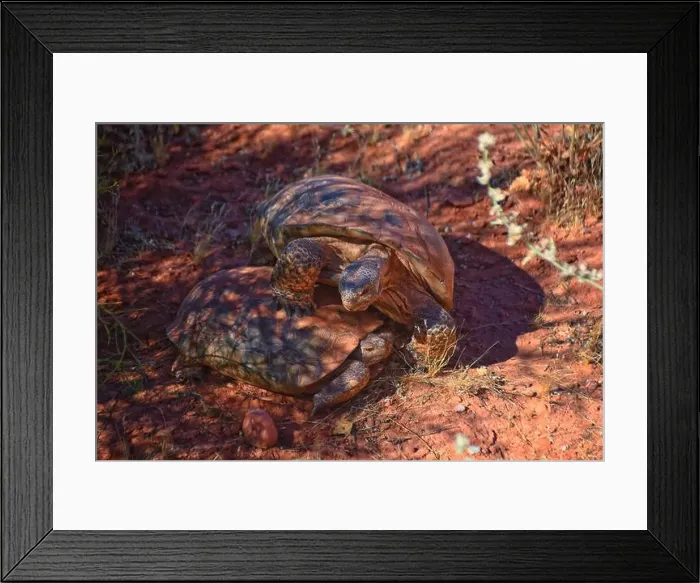 Framed Print : Mating Mojave Desert Tortoise, Gopherus Agassizii Framed Print : Mating Mojave Desert Tortoise, Gopherus Agassizii