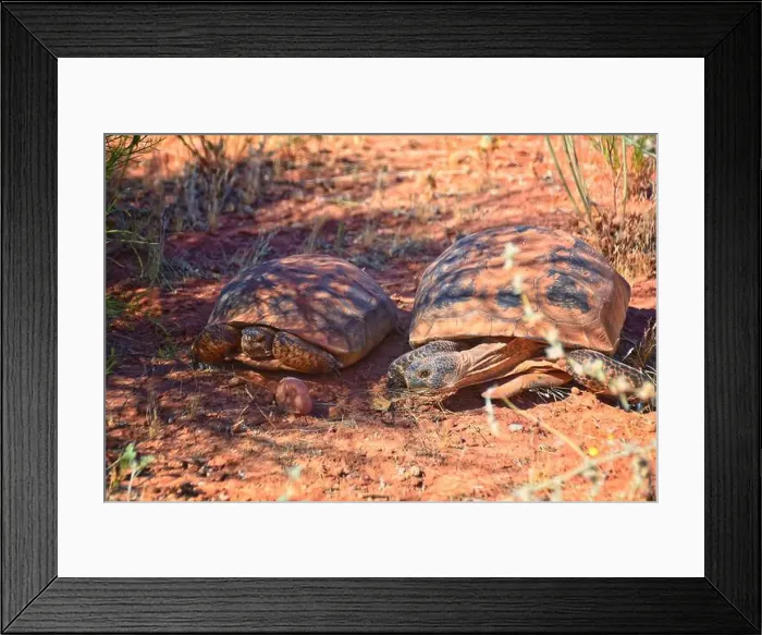 Framed Print : Mating Mojave Desert Tortoise, Gopherus Agassizii Framed Print : Mating Mojave Desert Tortoise, Gopherus Agassizii