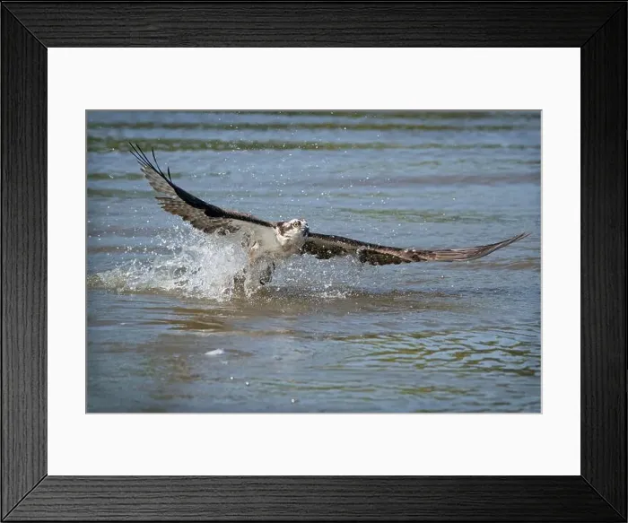 Framed Print : An osprey taking off from the water Framed Print : An osprey taking off from the water