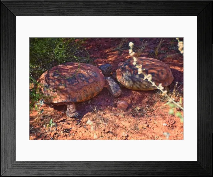 Framed Print : Mating Mojave Desert Tortoise, Gopherus Agassizii Framed Print : Mating Mojave Desert Tortoise, Gopherus Agassizii