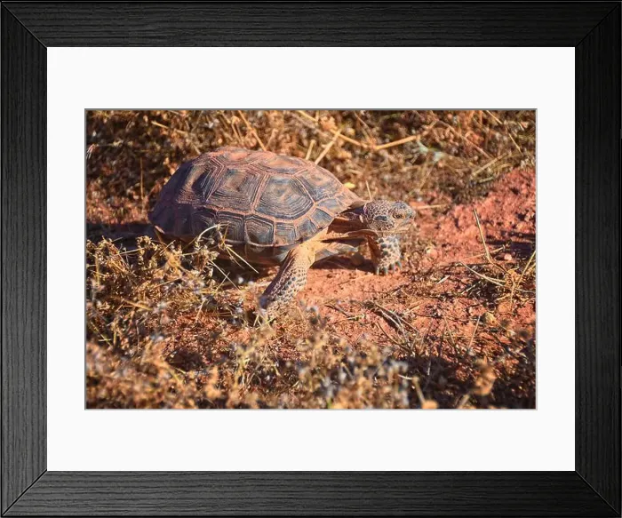 Framed Print : Mojave Desert Tortoise, Gopherus Agassizii