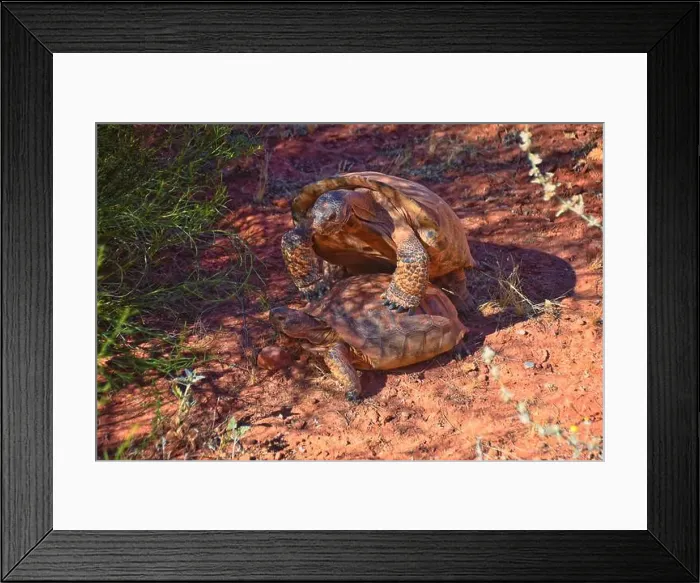 Framed Print : Mating Mojave Desert Tortoise, Gopherus Agassizii