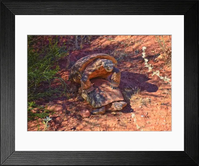 Framed Print : Mating Mojave Desert Tortoise, Gopherus Agassizii