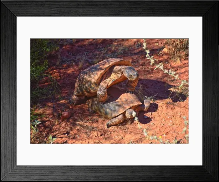Framed Print : Mating Mojave Desert Tortoise, Gopherus Agassizii Framed Print : Mating Mojave Desert Tortoise, Gopherus Agassizii