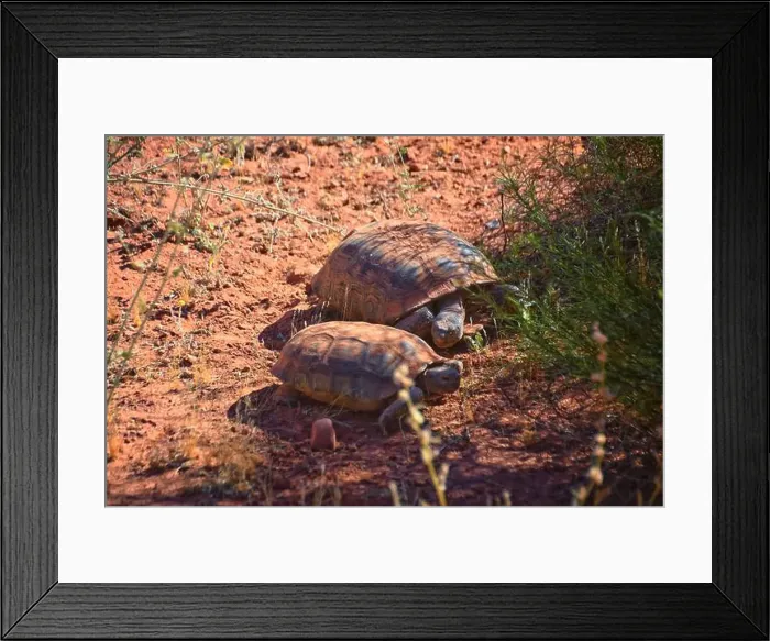 Framed Print : Mating Mojave Desert Tortoise, Gopherus Agassizii Framed Print : Mating Mojave Desert Tortoise, Gopherus Agassizii