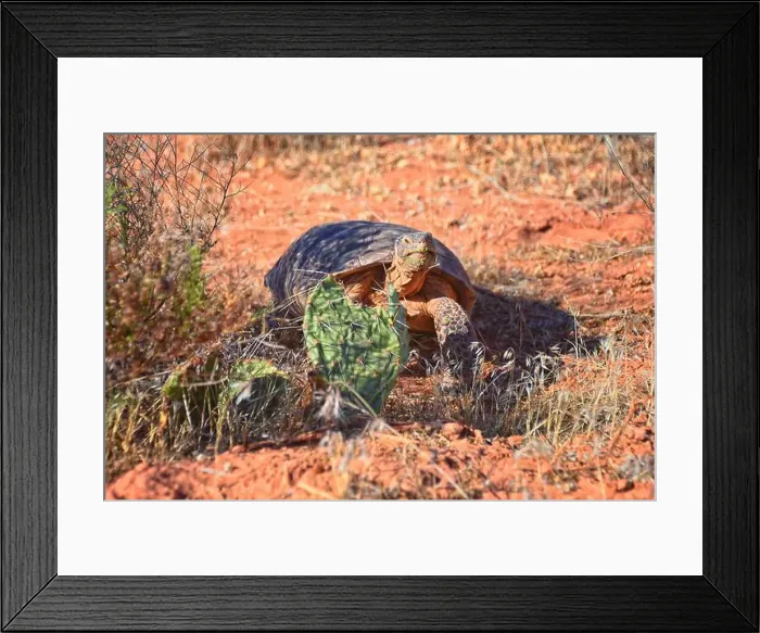 Framed Print : Mojave Desert Tortoise, Gopherus Agassizii Framed Print : Mojave Desert Tortoise, Gopherus Agassizii