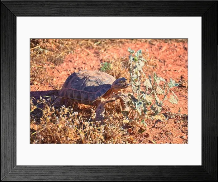 Framed Print : Mojave Desert Tortoise, Gopherus Agassizii Framed Print : Mojave Desert Tortoise, Gopherus Agassizii
