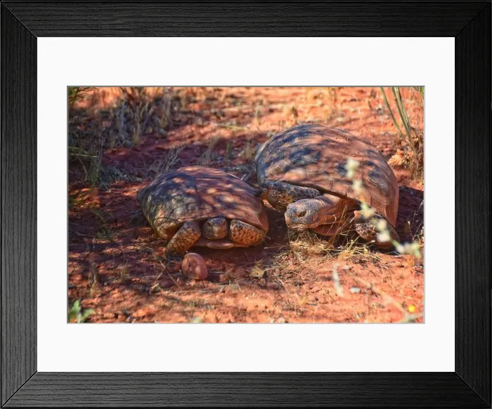 Framed Print : Mating Mojave Desert Tortoise, Gopherus Agassizii Framed Print : Mating Mojave Desert Tortoise, Gopherus Agassizii