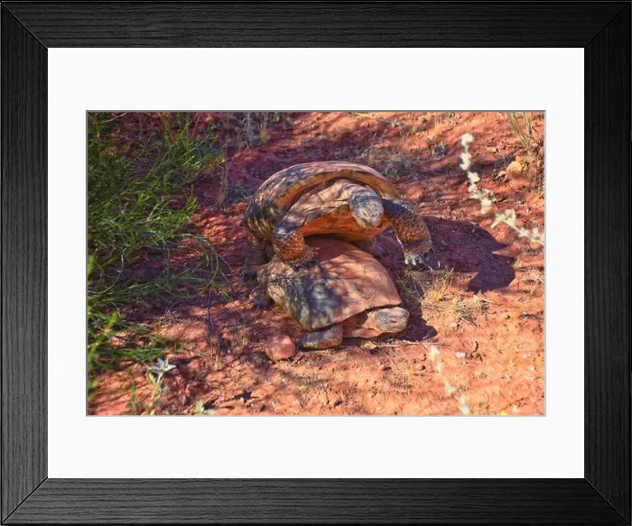 Framed Print : Mating Mojave Desert Tortoise, Gopherus Agassizii Framed Print : Mating Mojave Desert Tortoise, Gopherus Agassizii