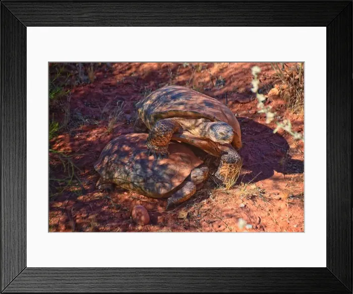 Framed Print : Mating Mojave Desert Tortoise, Gopherus Agassizii Framed Print : Mating Mojave Desert Tortoise, Gopherus Agassizii