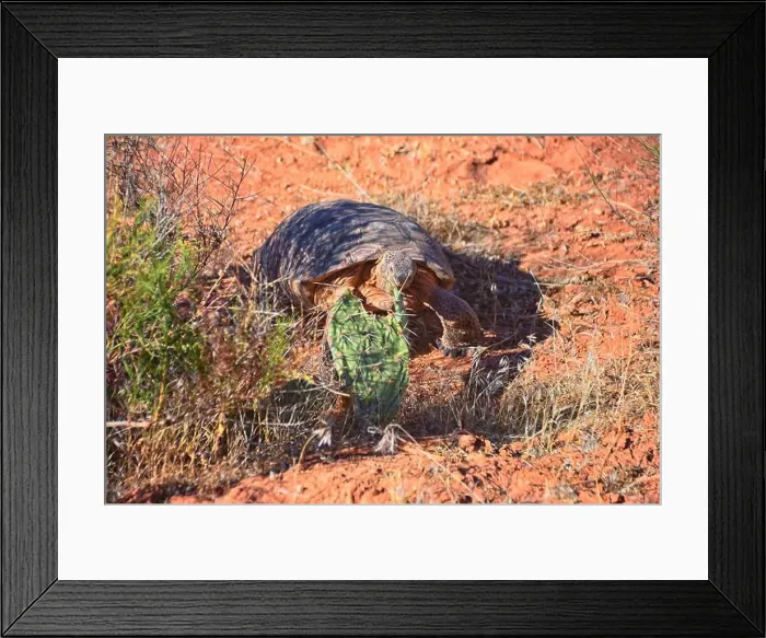 Framed Print : Mojave Desert Tortoise, Gopherus Agassizii