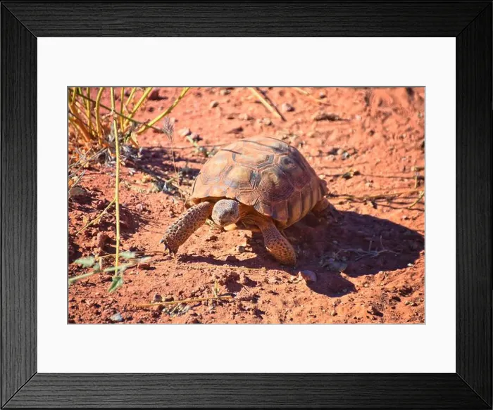 Framed Print : Mojave Desert Tortoise, Gopherus Agassizii