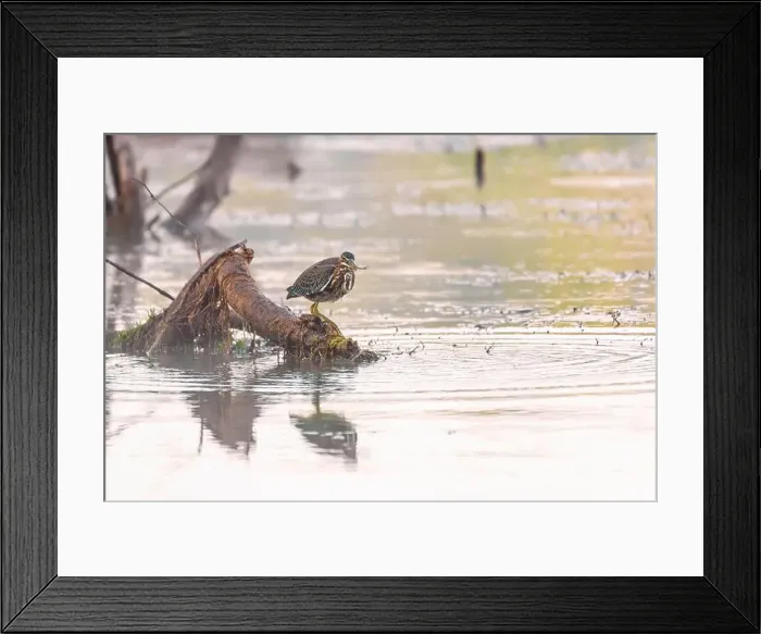Framed Print : Green Heron sitting on a tree branch with prey on the Potomac River. Maryland. USA Framed Print : Green Heron sitting on a tree branch with prey on the Potomac River. Maryland. USA