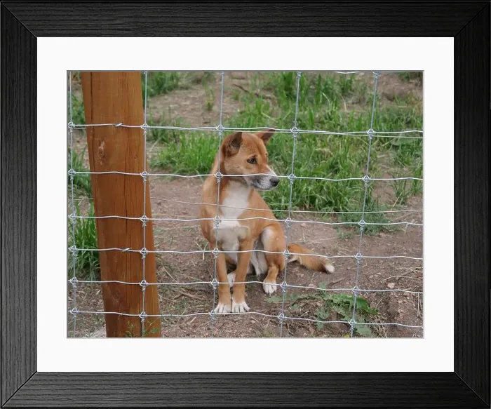 Framed Print : Divide, Colorado - August 4, 2024: Colorado Wolf and Wildlife Center in Teller County, CO Framed Print : Divide, Colorado - August 4, 2024: Colorado Wolf and Wildlife Center in Teller County, CO