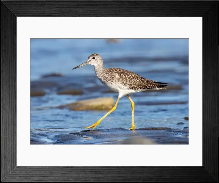 Framed Print : Greater Yellowlegs (Tringa melanoleuca) at Bishop's Beach - Homer, Alaska Framed Print : Greater Yellowlegs (Tringa melanoleuca) at Bishop's Beach - Homer, Alaska