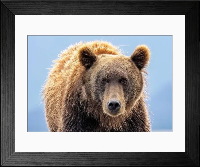 Framed Print : Close up of Coastal Brown Bear - Brown Bear Bay, Chinitna Bay, near Lake Clark National Park and Preserve, Alaska Framed Print : Close up of Coastal Brown Bear - Brown Bear Bay, Chinitna Bay, near Lake Clark National Park and Preserve, Alaska