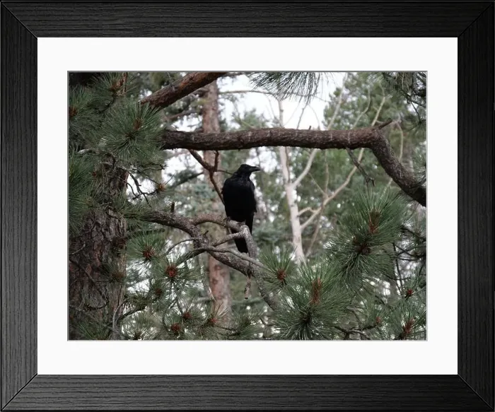 Framed Print : Divide, Colorado - August 4, 2024: Colorado Wolf and Wildlife Center in Teller County, CO Framed Print : Divide, Colorado - August 4, 2024: Colorado Wolf and Wildlife Center in Teller County, CO