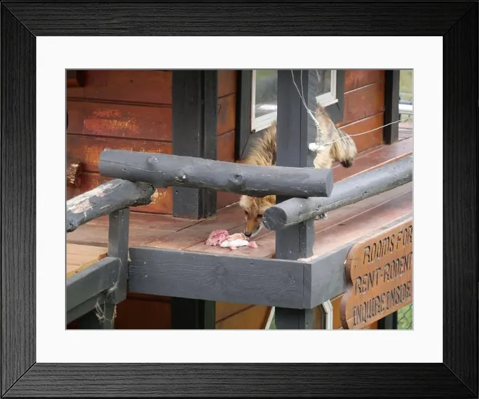 Framed Print : Divide, Colorado - August 4, 2024: Colorado Wolf and Wildlife Center in Teller County, CO Framed Print : Divide, Colorado - August 4, 2024: Colorado Wolf and Wildlife Center in Teller County, CO