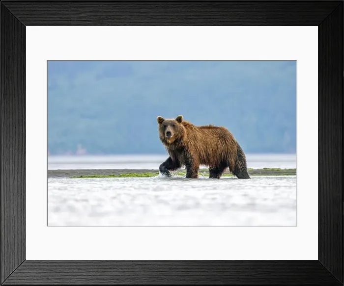 Framed Print : Coastal Brown Bear fishing - Brown Bear Bay, Chinitna Bay, near Lake Clark National Park and Preserve, Alaska Framed Print : Coastal Brown Bear fishing - Brown Bear Bay, Chinitna Bay, near Lake Clark National Park and Preserve, Alaska
