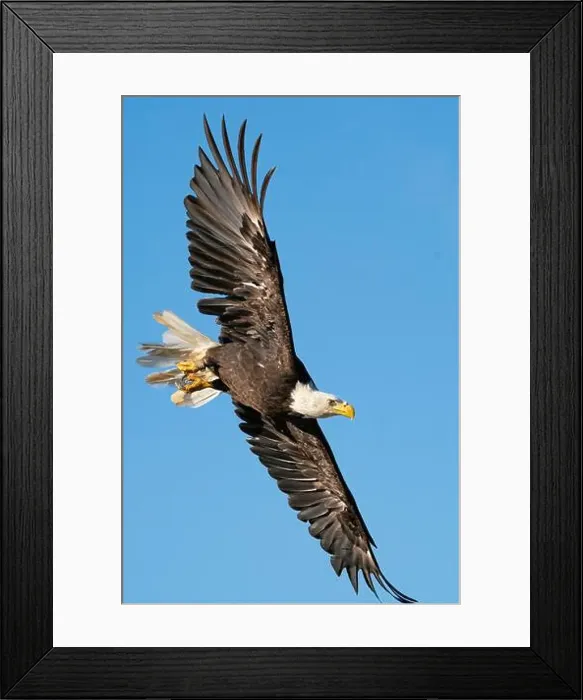 Framed Print : A bald eagle banking Framed Print : A bald eagle banking