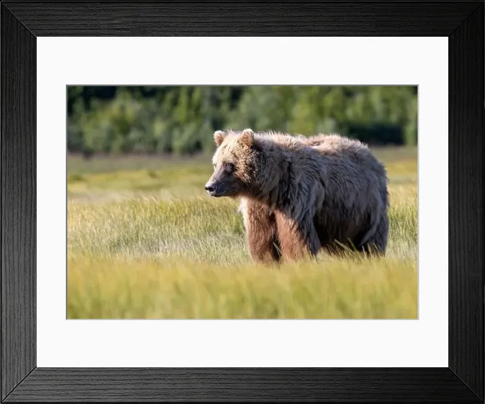 Framed Print : Coastal Brown Bear - Brown Bear Bay, Chinitna Bay, near Lake Clark National Park and Preserve, Alaska Framed Print : Coastal Brown Bear - Brown Bear Bay, Chinitna Bay, near Lake Clark National Park and Preserve, Alaska
