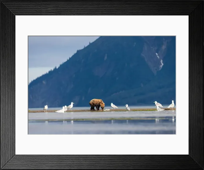 Framed Print : Coastal Brown Bear feeding on salmon - Brown Bear Bay, Chinitna Bay, near Lake Clark National Park and Preserve, Alaska Framed Print : Coastal Brown Bear feeding on salmon - Brown Bear Bay, Chinitna Bay, near Lake Clark National Park and Preserve, Alaska