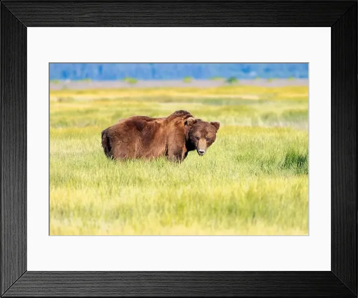 Framed Print : Large Coastal Brown Bear grazing in sedge - Brown Bear Bay