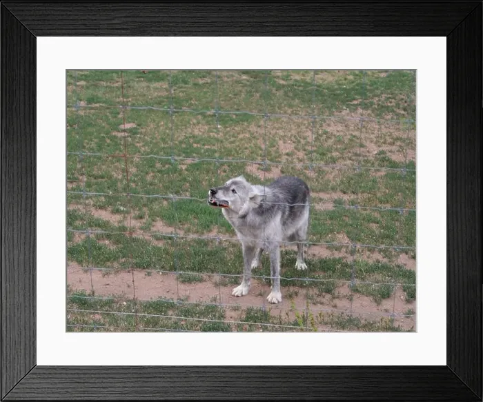 Framed Print : Divide, Colorado - August 4, 2024: Colorado Wolf and Wildlife Center in Teller County, CO Framed Print : Divide, Colorado - August 4, 2024: Colorado Wolf and Wildlife Center in Teller County, CO