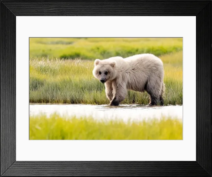 Framed Print : Blond Coastal Brown Bear cub - Brown Bear Bay, Chinitna Bay, near Lake Clark National Park and Preserve, Alaska