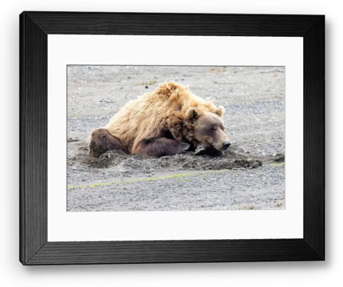 Framed Print : Sleeping Coastal Brown Bear - Brown Bear Bay, Chinitna Bay, near Lake Clark National Park and Preserve, Alaska Framed Print : Sleeping Coastal Brown Bear - Brown Bear Bay, Chinitna Bay, near Lake Clark National Park and Preserve, Alaska