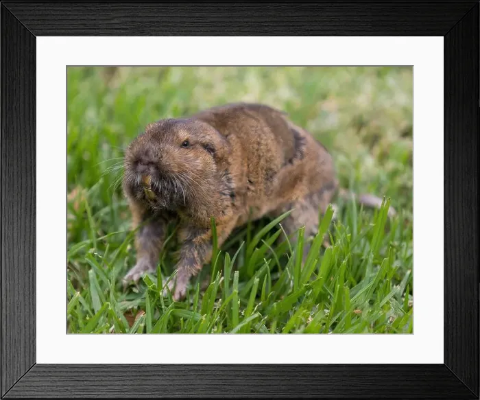 Framed Print : Botta's Pocket Gopher outside of its burrow and above ground. Santa Clara County, California, USA Framed Print : Botta's Pocket Gopher outside of its burrow and above ground. Santa Clara County, California, USA