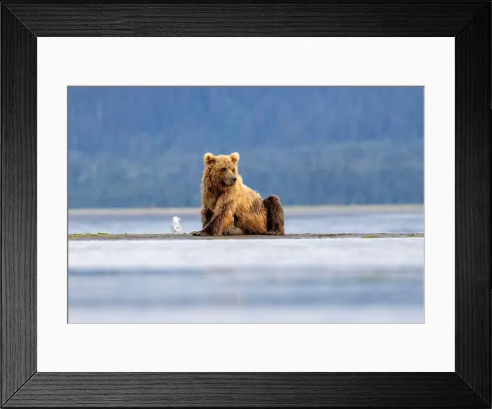 Framed Print : Coastal Brown Bear - Brown Bear Bay, Chinitna Bay, near Lake Clark National Park and Preserve, Alaska Framed Print : Coastal Brown Bear - Brown Bear Bay, Chinitna Bay, near Lake Clark National Park and Preserve, Alaska